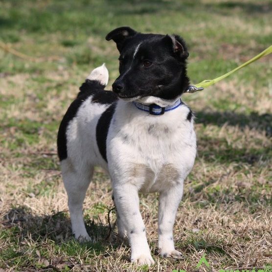 Fülemüle01 Fülemüle01