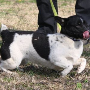 Fülemüle03 Fülemüle03