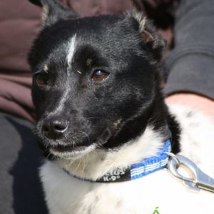 Fülemüle04 Fülemüle04