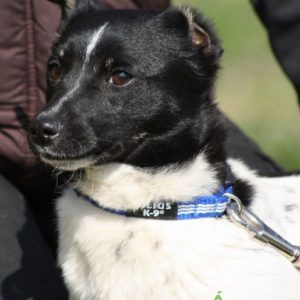 Fülemüle05 Fülemüle05