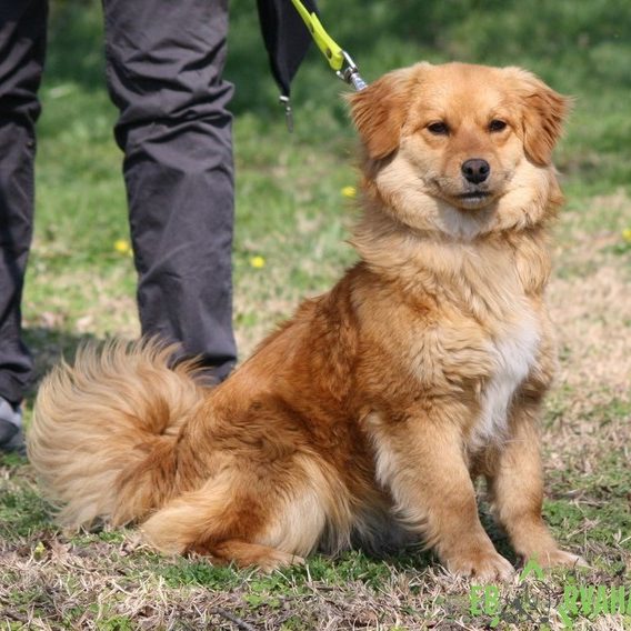 LilienII01 LilienII01