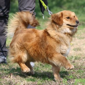 LilienII02 LilienII02