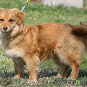 LilienII03 LilienII03