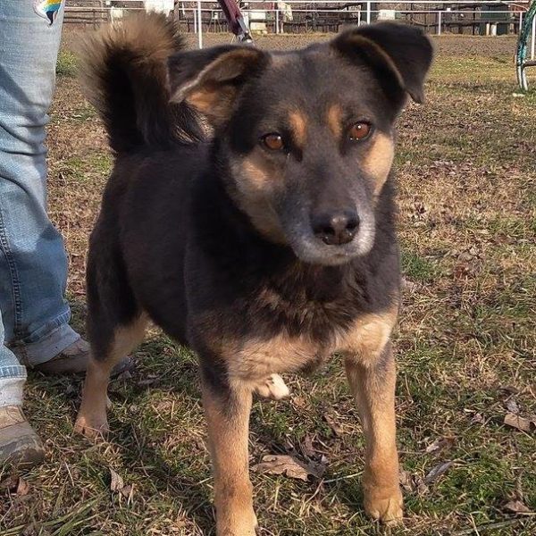 Törpilla1 Törpilla1