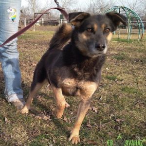 Törpilla5 Törpilla5