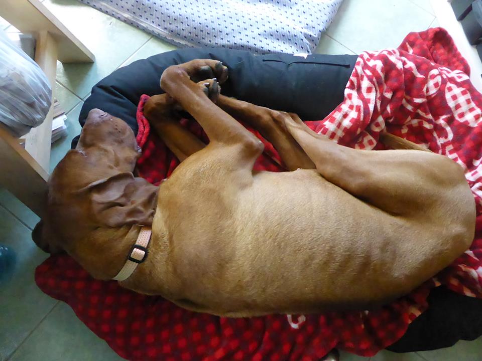 18010606_1488324631219331_630400733353520154_n