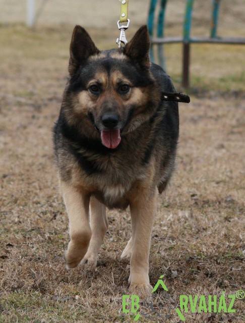 wolfi2