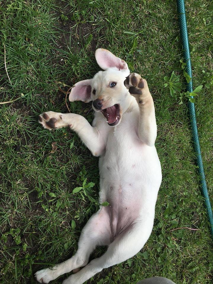 18557333_813652772121611_4289594671396117580_n