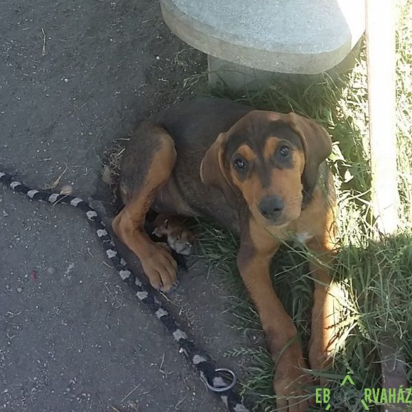 19024828_1478234992229145_41709640_o