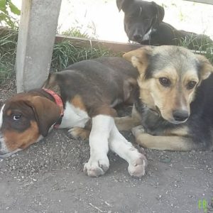 19074520_1478285052224139_625282934_o