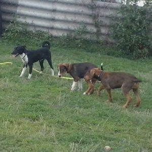 19074665_10155384331569347_1086930736_o