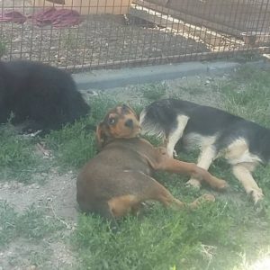 19197409_1483171458402165_1892551003_o