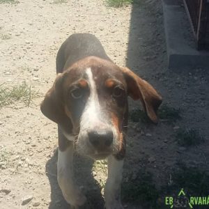 19197762_1483158885070089_239471765_o