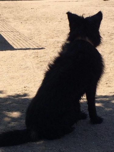 19366519_832458706907684_2516604747624398860_n