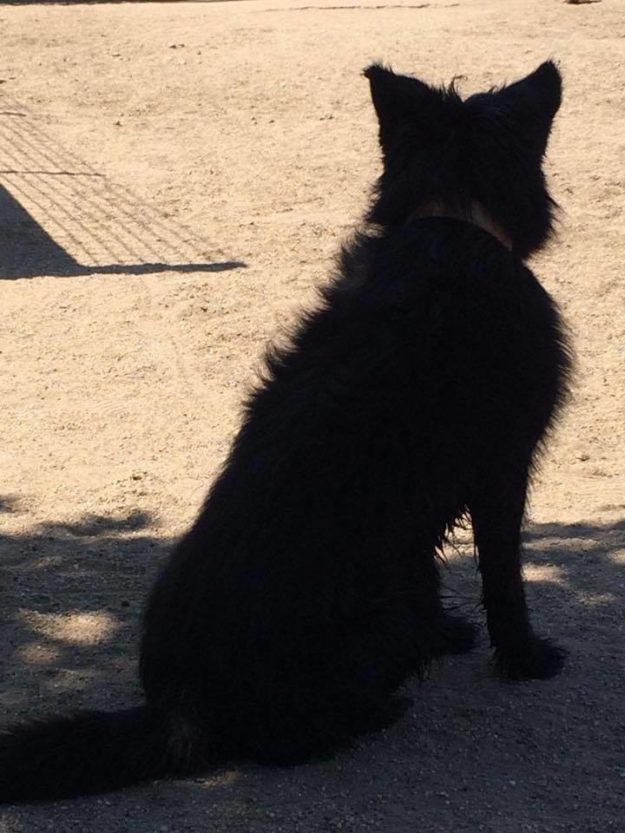 19366519_832458706907684_2516604747624398860_n