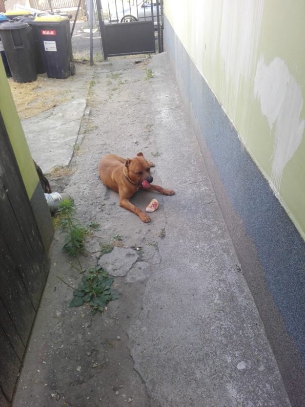 19598871_836571743163047_7146919778989824880_n