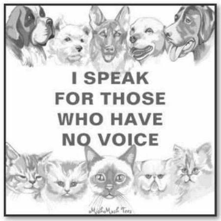 18275035_1877324702530951_6617737282271773795_n