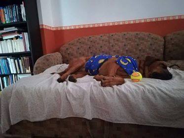 20375855_853782264775328_1251950069949201204_n