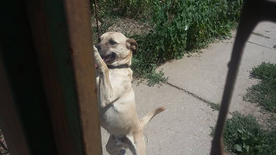 20597004_859885834164971_6784896546420853468_n