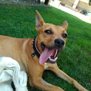 20637982_862689907217897_2194596662599788526_n