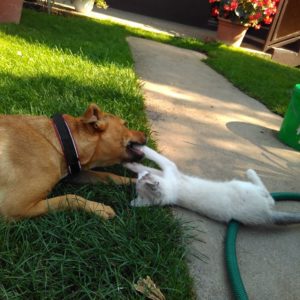 20664927_862689970551224_828986494423835144_n