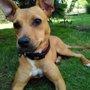 20728233_862689900551231_8523763194686054879_n