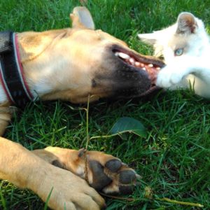 20728295_862689973884557_4809545087266516773_n