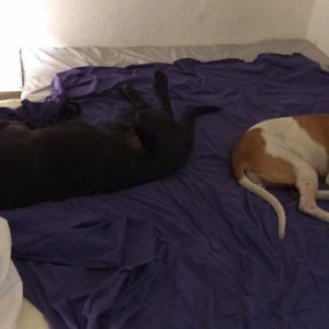 20799791_865130640307157_2247187569039553793_n