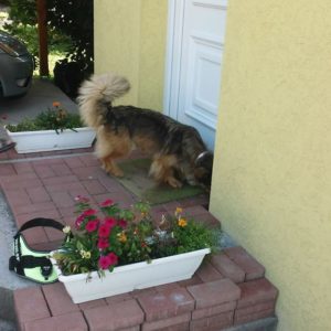 21150198_873612706125617_5899816775358599181_n