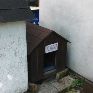 21768027_886998598120361_5847805544225016580_n