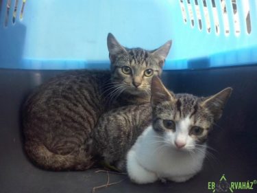 22154498_890382364448651_2837765162426811836_n