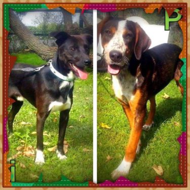 22192737_10214540375893653_2040178019_n