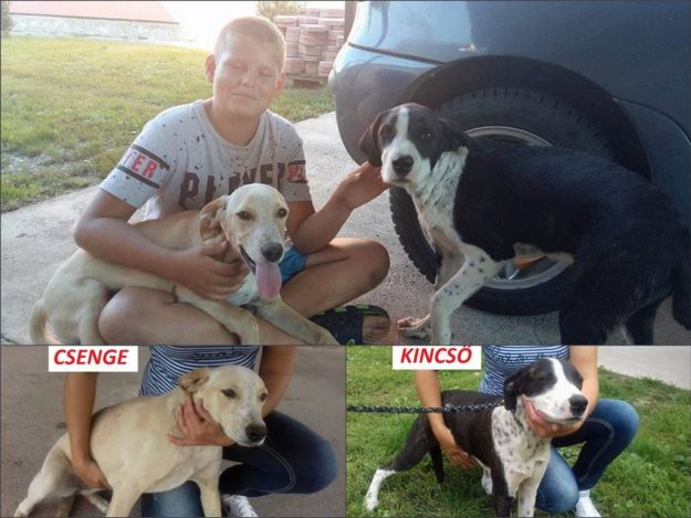 22195713_890837554403132_157126788034764006_n (1)