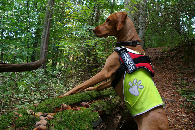 20131018-erdei-kutyasetaltatas-vizsla12