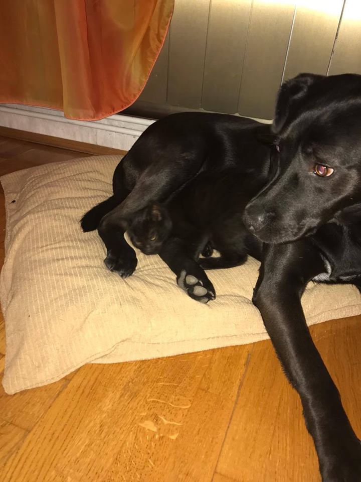 23622509_915707445249476_9123437754932242650_n