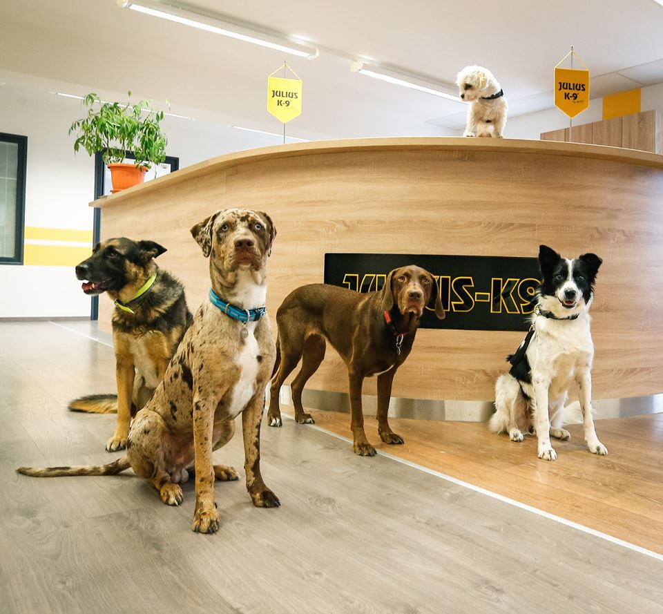 23722243_1525007144279262_5257547923838163869_n