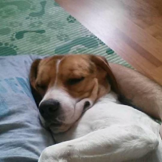 25659761_934609183359302_5287771639787066467_n 25659761_934609183359302_5287771639787066467_n