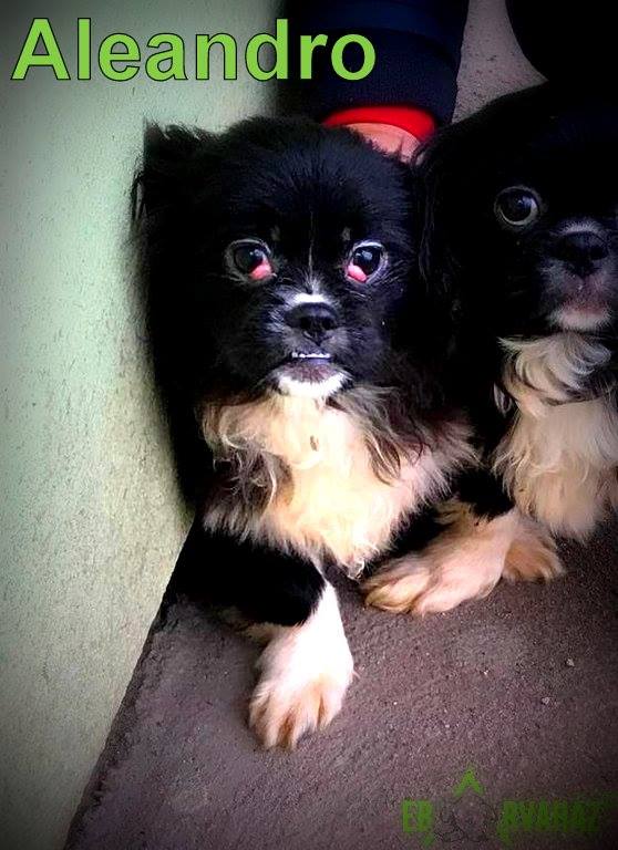 26219815_939307496222804_4789844473390117187_n