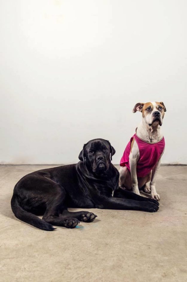 26229542_942530359233851_1850953567668478082_n