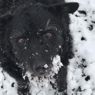 26805058_1378204512305076_7756587259810825564_n