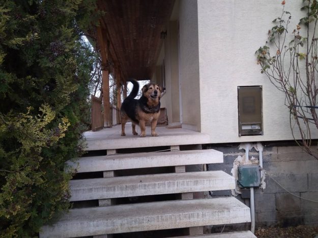 26814745_942531295900424_1831673251835386249_n