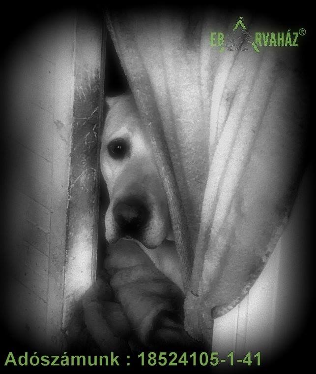 27067316_952692838217603_4680987098560322917_n