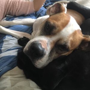 27655070_957406764412877_8589761410957139088_n