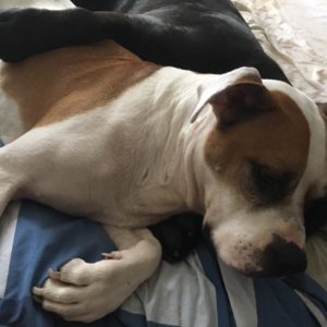 27752329_957406757746211_155861842326482588_n