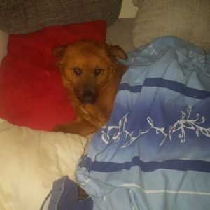 28167249_970704936416393_7172238021360406796_n