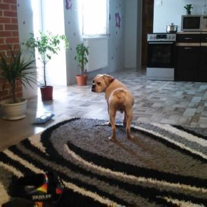 28906953_1975758279187081_1353135078_n