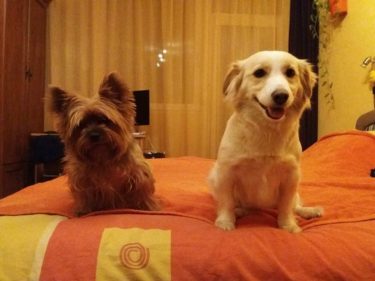 29216410_980308895455997_6755129953332756480_n