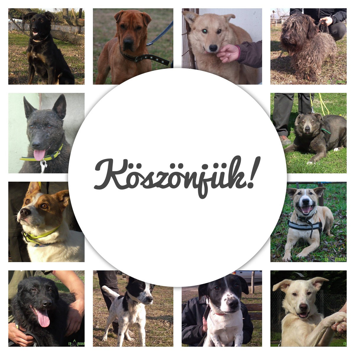 Köszönjük 2018 február