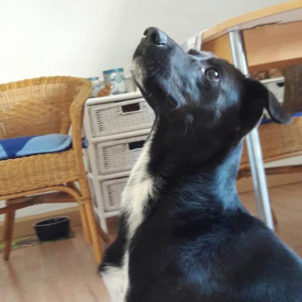 31190014_1001486070004946_8230454530928541696_n