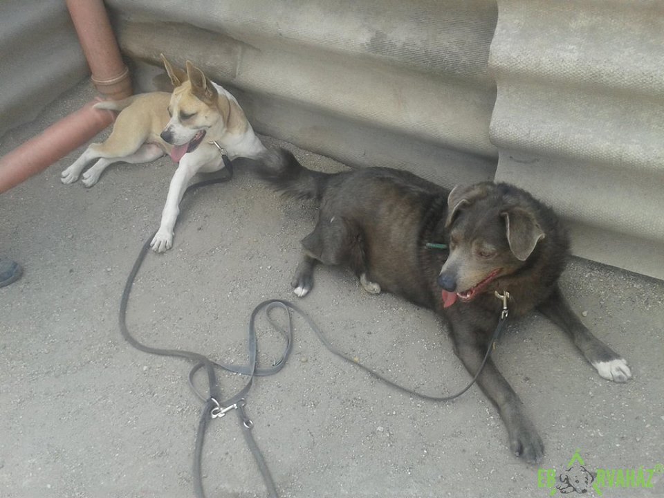 31232130_1001934566626763_2258814371452944384_n